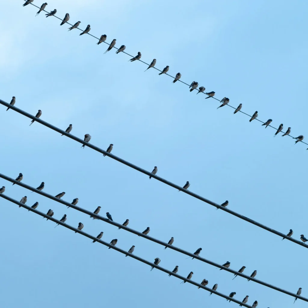 Olataua-Website-Liens_amis-1-tim-promwanna-zqlYGwEv-rg-1-1024x1024